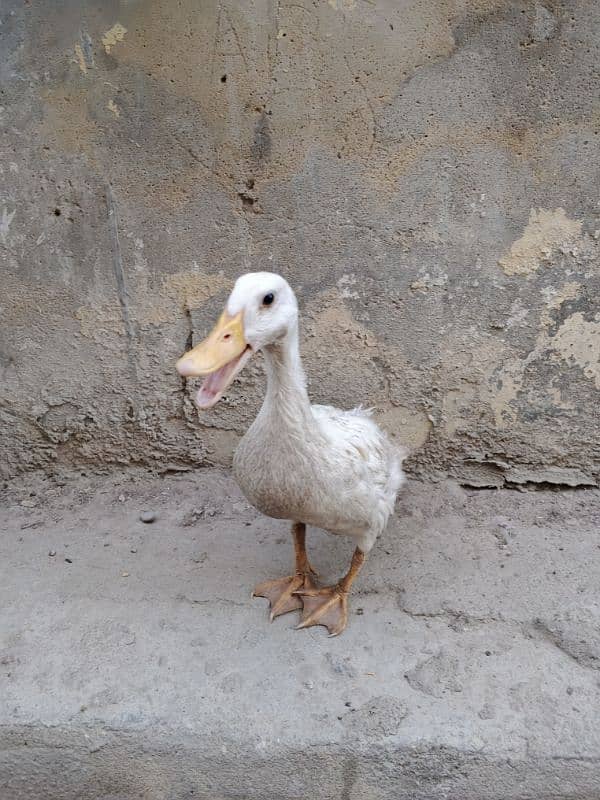 Duck for sale 2