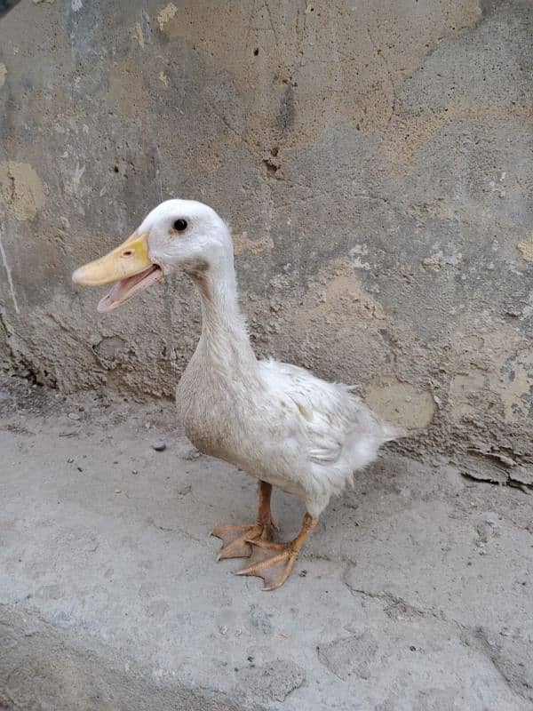 Duck for sale 3