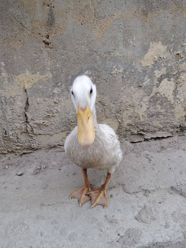 Duck for sale 4