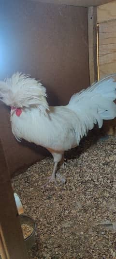 white polish breeder pair Available