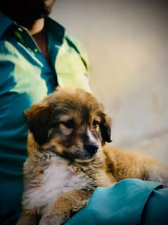 3 months old Turkish kangal puppy vaccinated