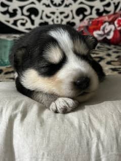 husky tripple coat blue eyes