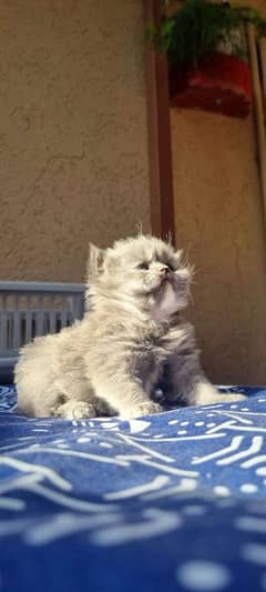 persian x pekki kittens pair for sale