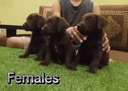 chocolate Labrador retriever pups