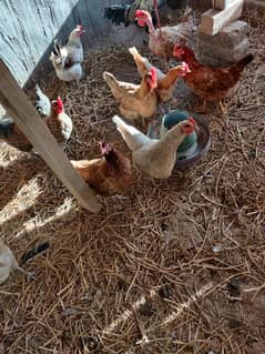 Golden Misri hen for sale