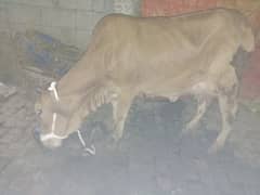 cow mou sa 2 dant 03075393493