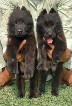 topline show quality black gsd proper long coat pair for sale