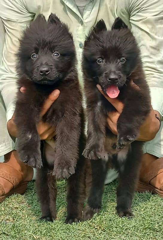 topline show quality black gsd proper long coat pair for sale 0