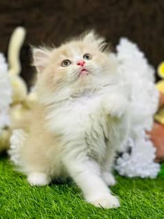 bicolor Persian kitten| Triple long coat|punch Face|cat babies