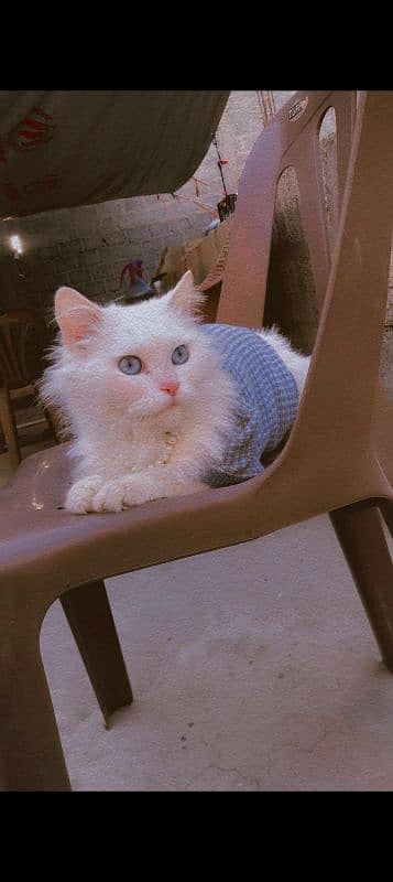 urgent for sell 3 coated Persian cat white color blue eyes age 8 month 4