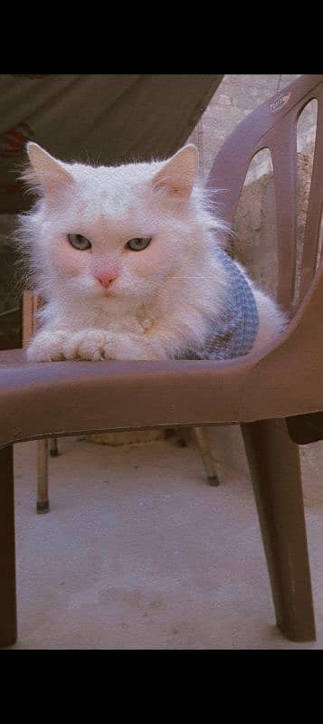 urgent for sell 3 coated Persian cat white color blue eyes age 8 month 5