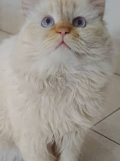 White Persian Cat, Triple coated with Blue Eyes