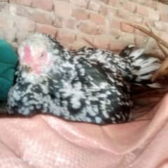 Aseel kruk hen for sale. 03235833235