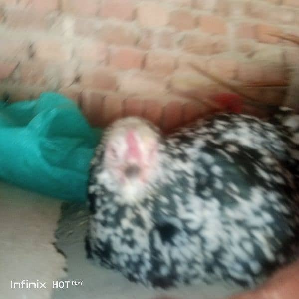 Aseel kruk hen for sale. 03235833235 1