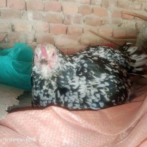 Aseel kruk hen for sale. 03235833235 3