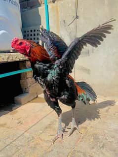 Burmi / Turkish hint / Pakoye trad TRF chicks available