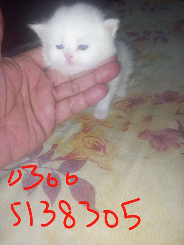 On paid adoption female kitten 1