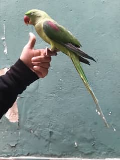 raw parrot hande tame 03024088918