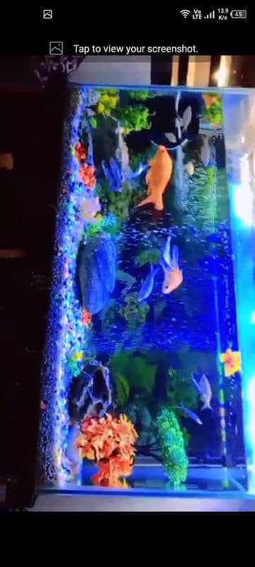 fish tank 1