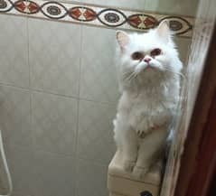 Persian cat