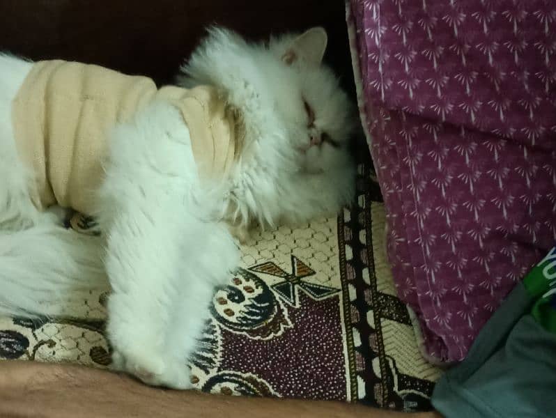 Persian cat 1