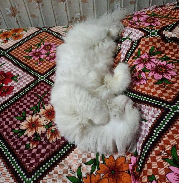 Persian cat 2