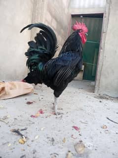 Australorp