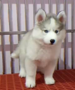 Siberianhusky puppie