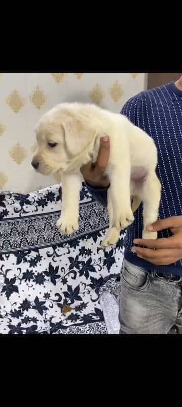 Pedigree Labrador puppy male 1