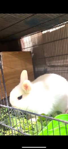 Hotot breeder female for sale