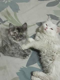 Persian Kittens