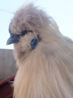 Silkie Full Breeder Male