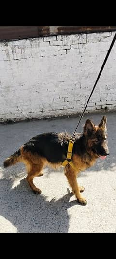 German shepherd long coat breader female 03211844066