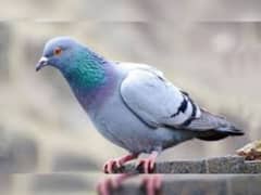 pigeons