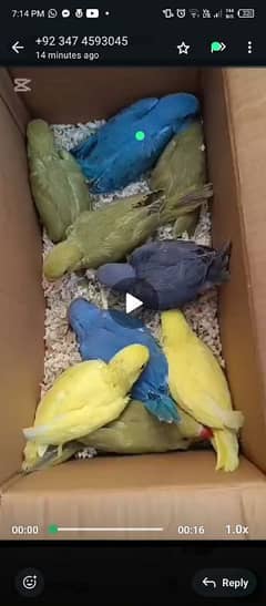 blue gold macaw African Grey yellow blue Cobalt voilet white lorry lor