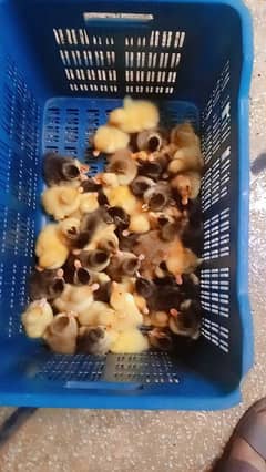 Duck Chicks And Duck Eggs