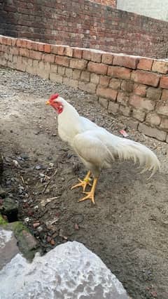 Paper white heera Male