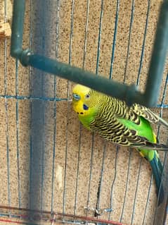 breeder budgie pair