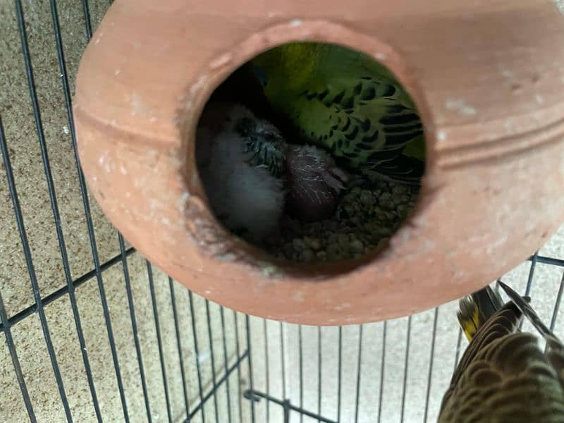 breeder budgie pair 3