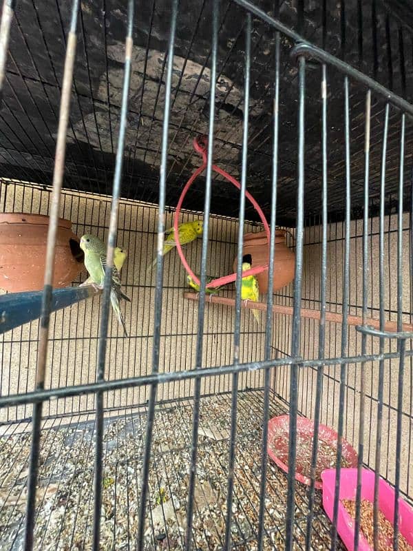 breeder budgie pair 4