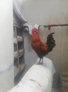 Desi Murgha For Sale Rooster