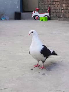 Fancy Pigeon For sale