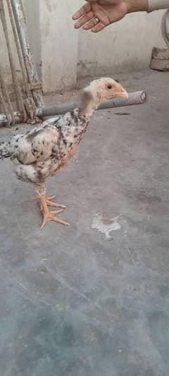 Available shamo egg chiks and thaii egg chiks