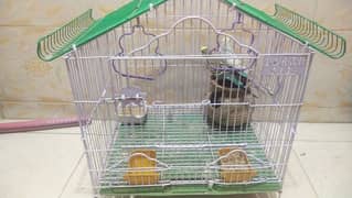 Two parrots for sale urgent