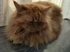 persian female cat for sale