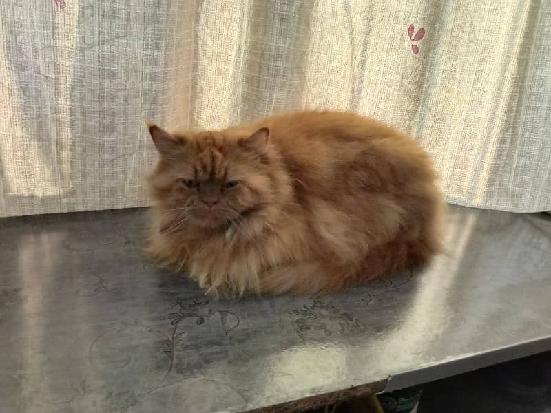 persian female cat for sale 1