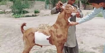 desi Bakra for sale 0328,27,41,035