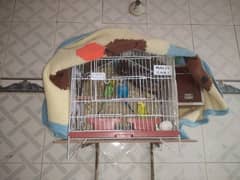 bajries parrot with cage