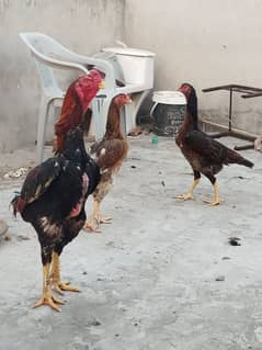 Shamo Chicks For Sale