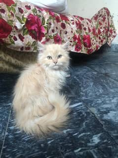 persian cat